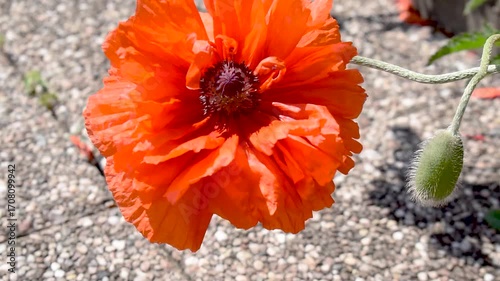 Red poppy head outdoors, beautiful flower at summertime, papaver