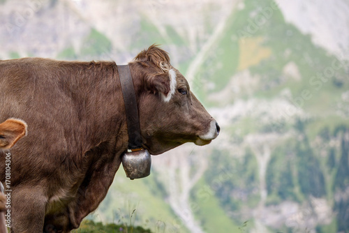 Brown Swiss cow with a traditional bell around its neck standing on an alpine slope, with blurred mountain scenery in the background