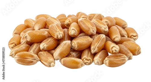 Isolated heap of golden wheat kernels, whole grain seeds for healthy diet food ingredient