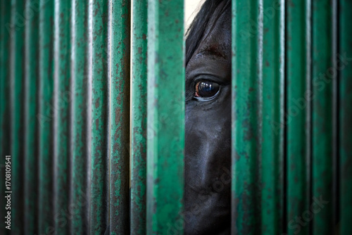 Black horse looking throws green metal bars of horse pen. Fear and fright in horse eye