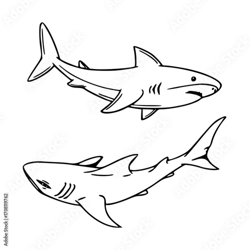 marine predator sharks outline