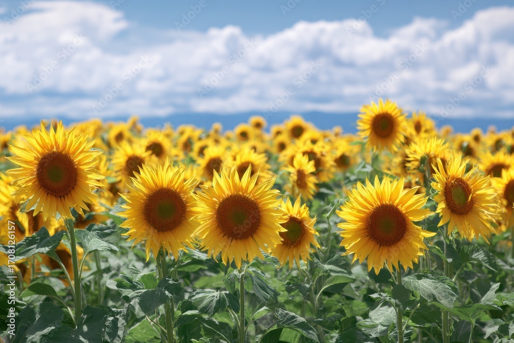 Fototapeta premium Sunflowers, JAPAN. Field of blooming sunflowers on a background blue sky. MZ 