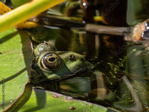Frosch