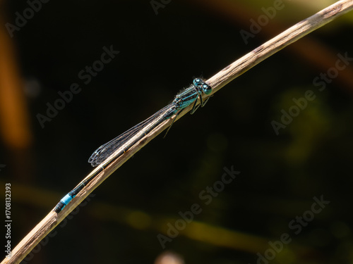 Libelle