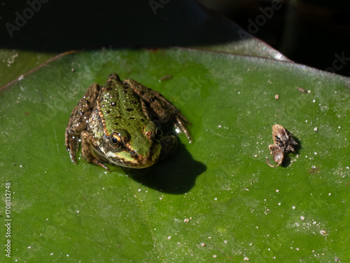 Frosch