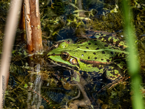 Frosch