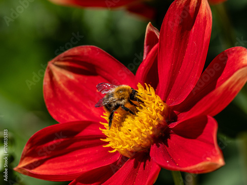 Dahlien