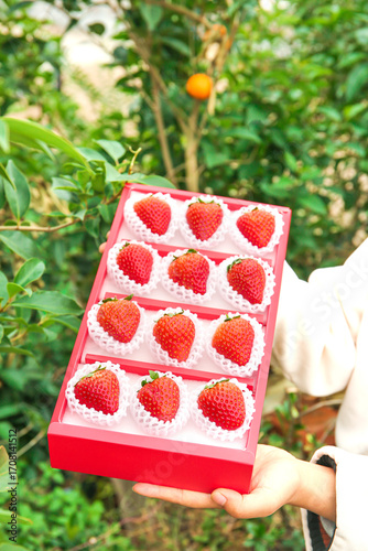 Fresh Red Strawberries in Gift Box - Premium Fruit Present in Natural Garden Setting