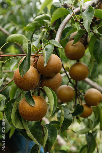 Vászonkép Ripe Pears Growing on Tree Branch in Orchard - Fresh Organic Fruit Harvest Agric