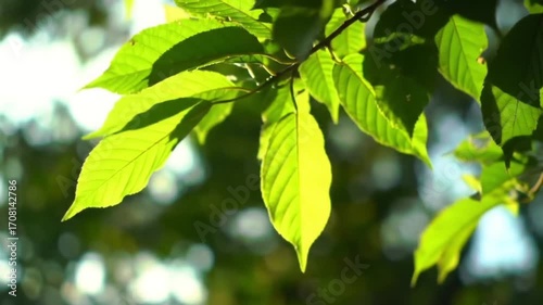 Bright Green Foliage Outdoors
