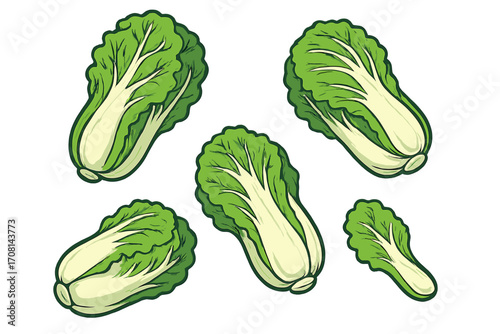 Chinese cabbage vector illustration set. Falling Napa cabbage for healthy organic food. Fresh green vegetable, raw ingredient for Asian cuisine, kimchi. Cartoon icons isolated.