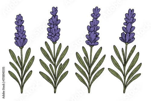 Hand-drawn vector set of French lavender flowers. Modern botanical floral elements isolated on white background. Elegant Provence lavandula plant blossoms for spa design.