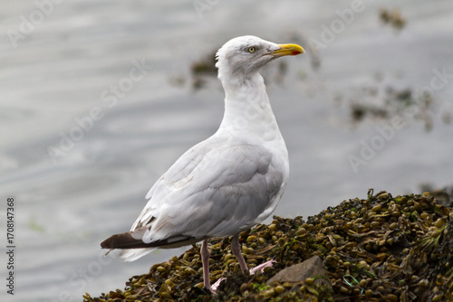 Seagull on a rock 2