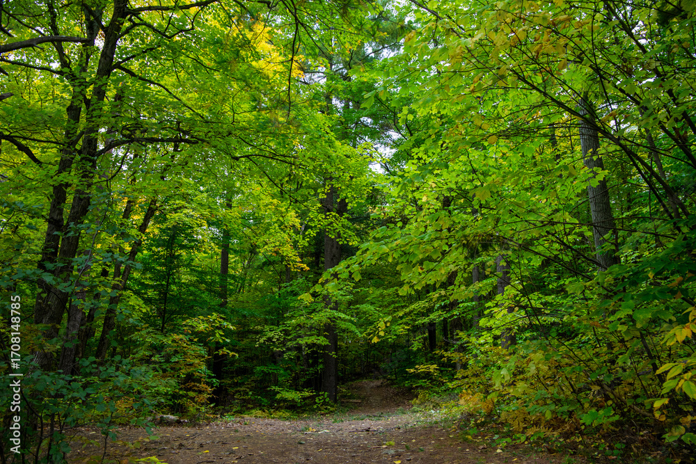 Obraz premium Forest trail through Gatineau Park, Quebec, Canada in autumn