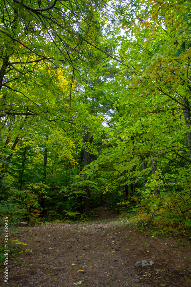 Obraz premium Forest trail through Gatineau Park, Quebec, Canada in autumn