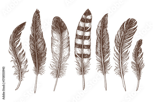 a rustic collection of various bird feathers in different sizes and textures, rendered in an antique, hand-drawn engraving or sketch style.