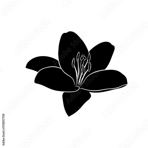 black and white butterfly