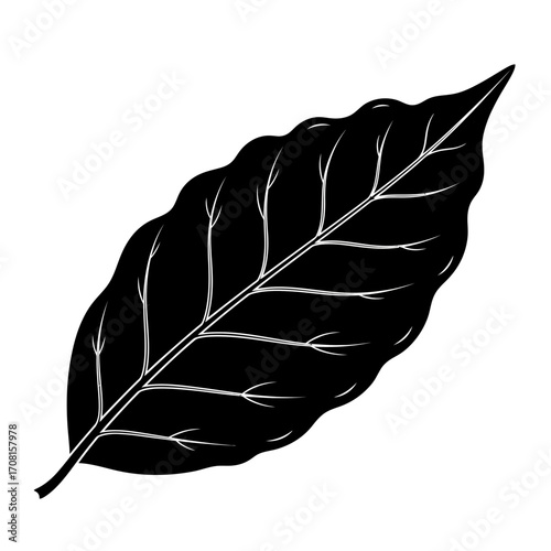 black feather isolated on white