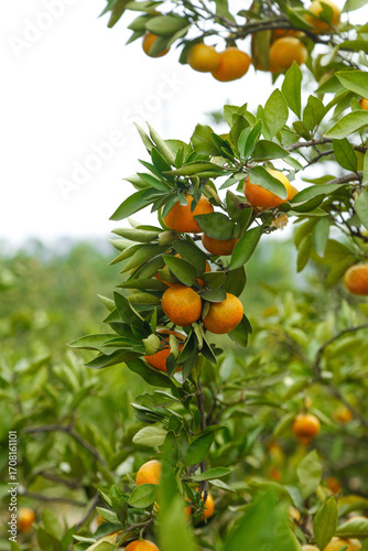 Quadro em tela Fresh Orange Citrus Fruit Tree Harvest Time with Ripe Oranges Ready for Picking