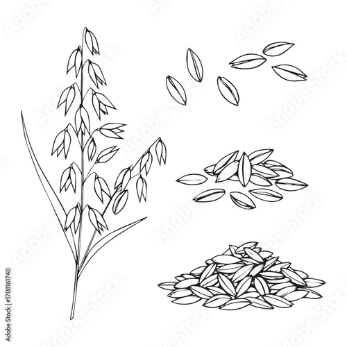 Hand Drawn Oat Plant and Grains oats cereal