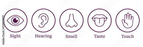 Five human senses editable stroke outline icons set. Flat vector illustration of human senses including ear, eye, nose, lips, and hand in minimalist design style. Five senses of human nervous system