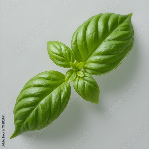Wallpaper Mural basil leaves on a white background Torontodigital.ca