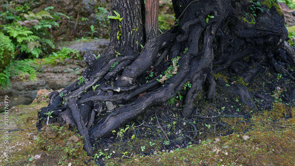 Fototapeta premium old stump in the forest