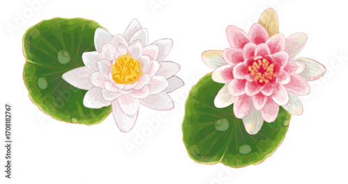 蓮の花