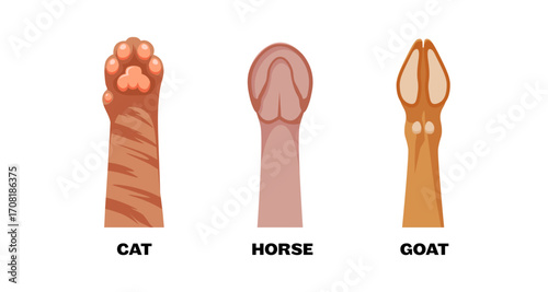 Animal paw and hoof anatomy: cat, horse, goat comparison in colorful design
