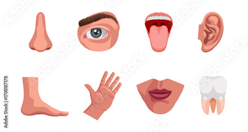 Detailed flat icons of human body parts on white background
