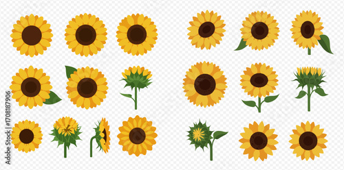 A collection of illustrated sunflowers depicting various stages of growth, bloom, and different perspectives, isolated on a transparent background.