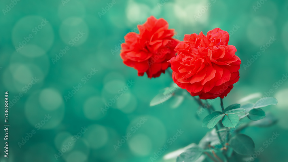 Obraz premium Bright red roses bloom in a garden surrounded by lush greenery and soft bokeh light in a tranquil atmosphere, copy space