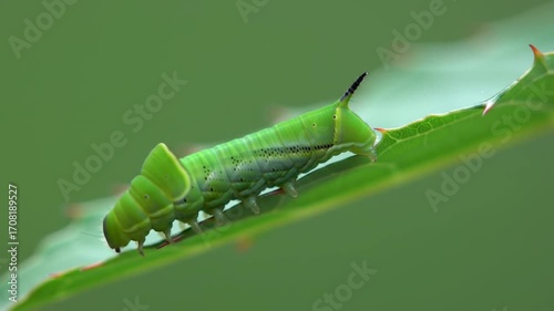 Closeup of Caterpillar in Nature