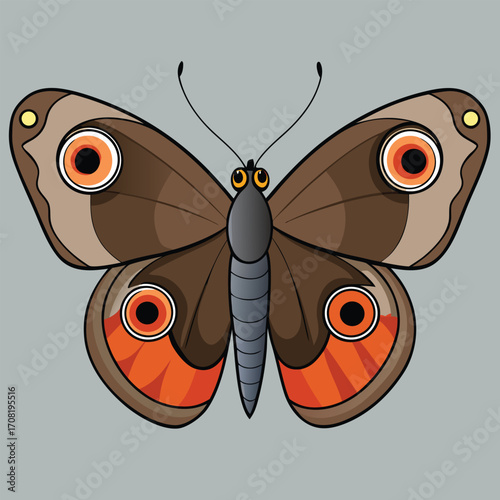 Brown butterfly with large orange eye-spot patterns on gray background Keywords: butterfly, insect, brown