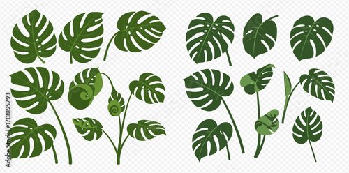 Collection of illustrated Monstera deliciosa leaves and buds, various sizes and stages of growth.