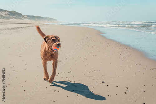 Dog running happily with ball on beach in Denmark