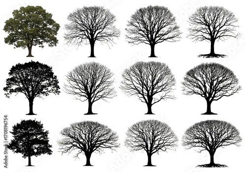 Vector art of a curated selection of tree silhouettes and one green tree, displayed against a, illustrating different species and seasonal variations for design purposes