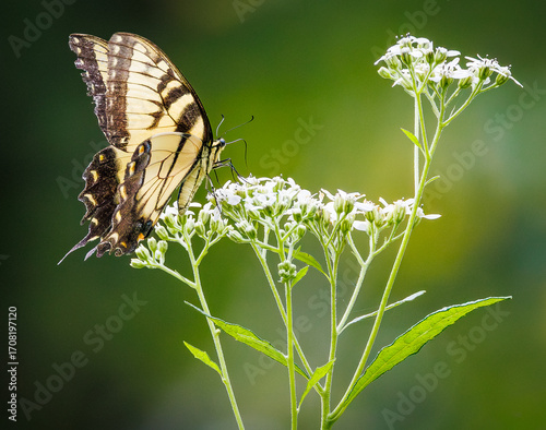 Fotografia Eastern tiger swallowtail at a park in Acworth Georgia