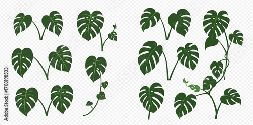 Collection of stylized Monstera deliciosa leaves and vines, various sizes and arrangements.