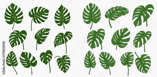 Collection of various-sized Swiss cheese plant leaves, illustrated in dark green, isolated on white.