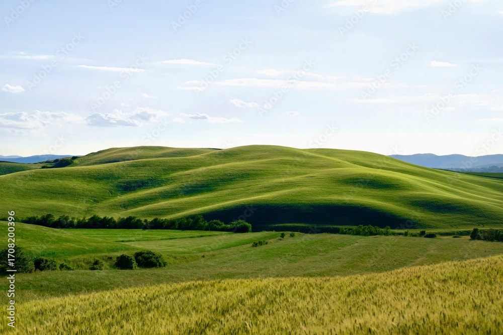 Fototapeta premium green field and blue sky