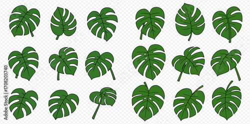 A collection of green Monstera deliciosa leaves in various shapes and orientations, illustrated in a flat vector style on a transparent background.