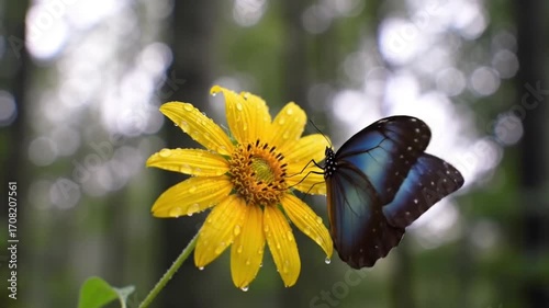 Butterfly Resting on Bloom