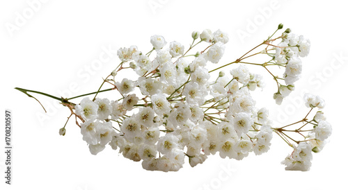 Cluster of delicate white flowers on stems