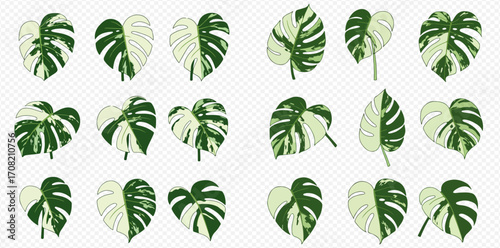 A collection of variegated Monstera plant leaves displaying distinct green and white patterns.
