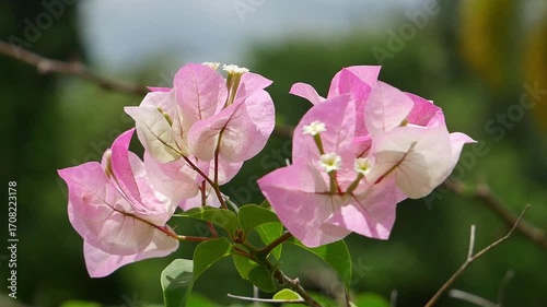 Pink flowers swaying in the wind.