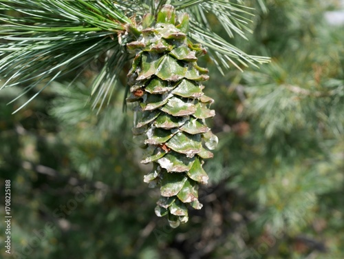 Close-Up of Green Limber Pine Cone (Pinus flexilis) in Colorado Summer