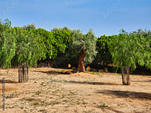 Rice terraces in island. Forest path landscape. Giardino con fiori e piante. Beautiful panorama of green city park. Potna, stara lipa obok polnej, piaszczystej drogi. Rice field. The lake.