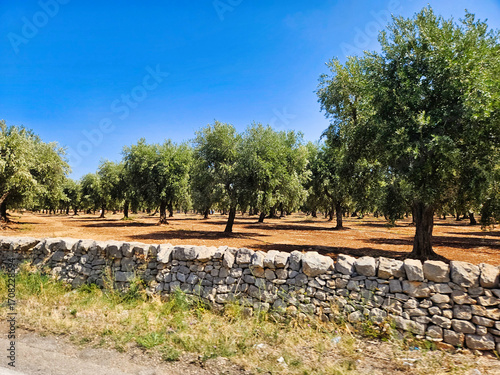Rural landscape view at a flowering meadow with a limestone wall. Lake in a park. Old olive tree bent by the wind on a vineyard. Big white clouds in a blue sky are above the vineyard and trees.