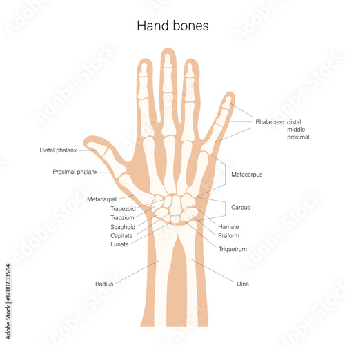 Hand palm bones anatomy with labels. Hand scientific drawing of internal structure.